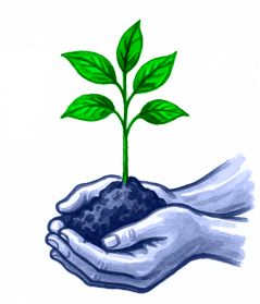 hands seedling